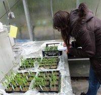 Hg uptake crops